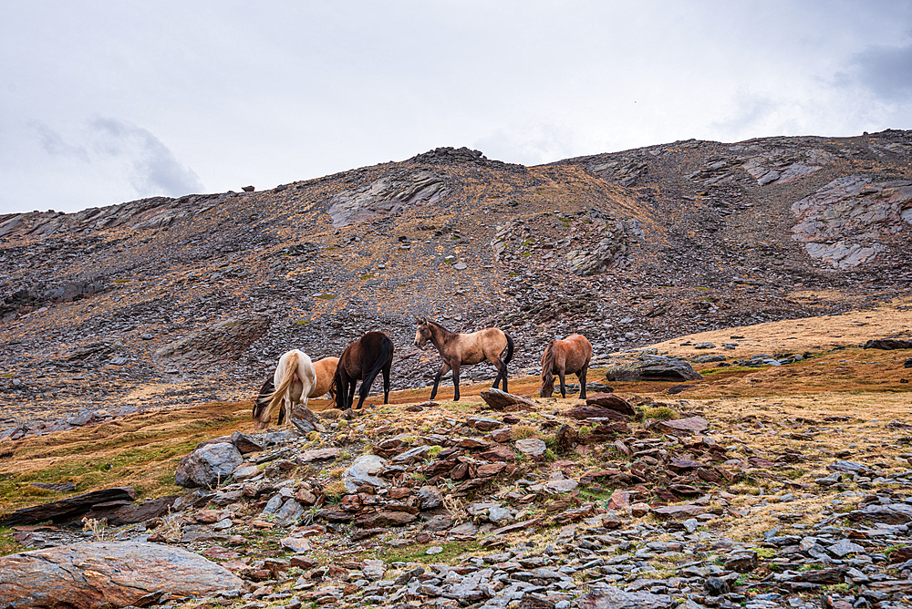 Herd of Wild horses in the Sierra Nevada mountains of southern Spain. Near Pico del Veleta, Granada Province