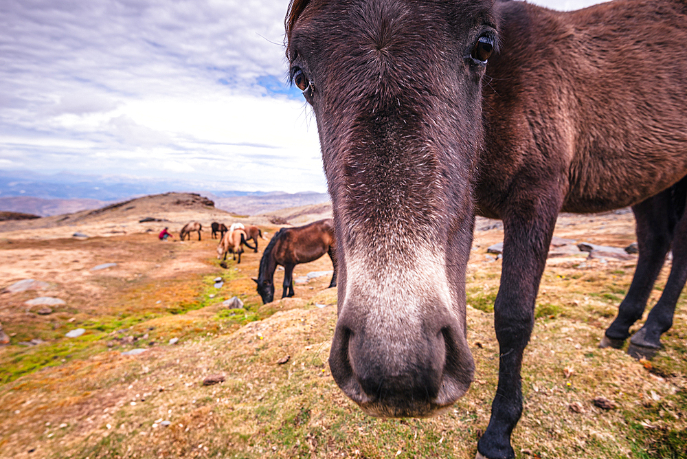 Herd of wild horses in the Sierra Nevada mountains near Pico del Veleta, Granada Province, Andalusia, Spain, Europe