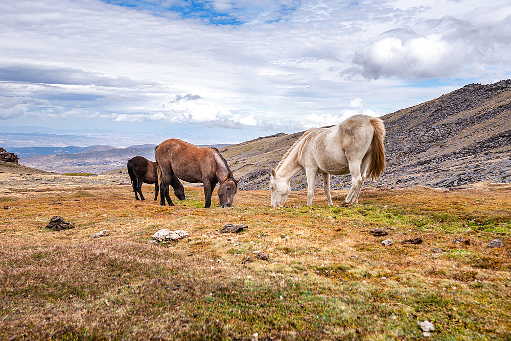 Herd of Wild horses in the Sierra Nevada mountains of southern Spain. Near Pico del Veleta, Granada Province