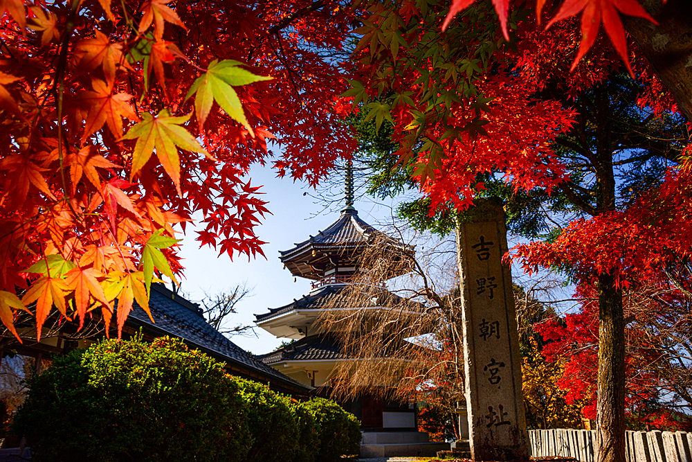 Kinpusenji Temple Red Autumn leaves of maple trees in Japan. Yoshino Yama holy temple mountain near Nara