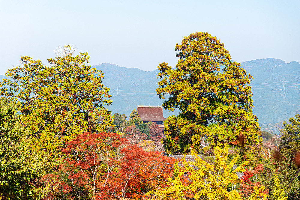 Red maple tree framing a Japanese temple roof in Yoshino, Japan mountain area