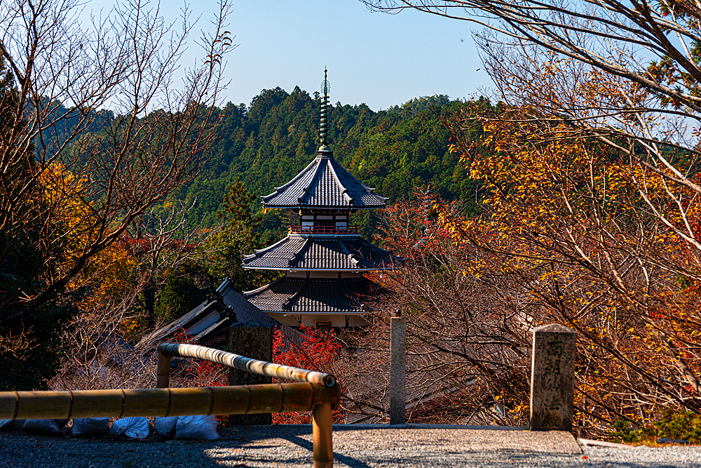 Kinpusenji Temple Red Autumn leaves of maple trees in Japan. Yoshino Yama holy temple mountain near Nara