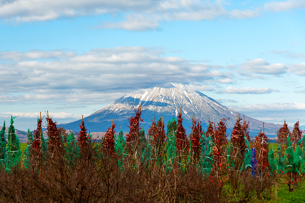 Yotei-zan (Mount Yotei) Volcano of Hokkaido, agricultural scenery in front of the summit, Hokkaido, Japan, Asia