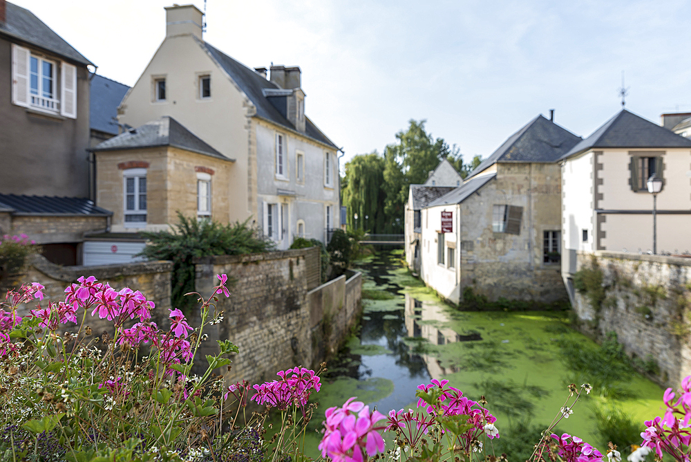 The River Aure framed by vibrant pink flowers on a summer day, Bayeux, Normandy, France, Europe