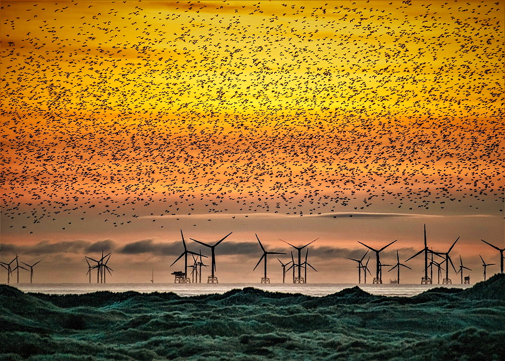 Sandscale Haws National Nature Reserve, starlings at sunset towards the Irish Sea and the distant Walney Offshore Wind Farm, Cumbria, England, United Kingdom, Europe