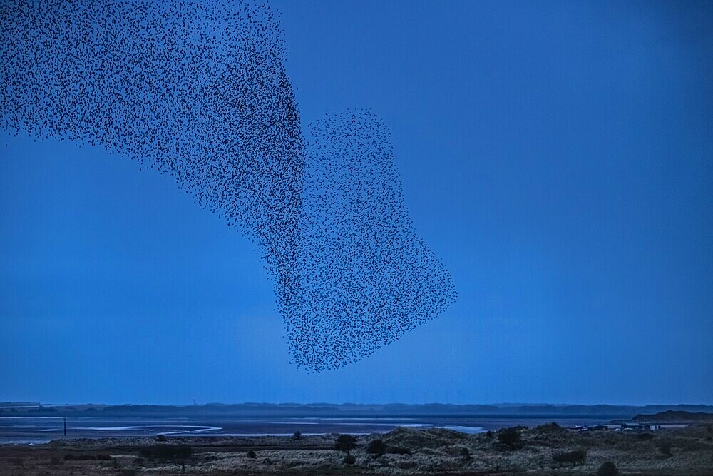 Murmuration of Starlings at dusk, Sandscale Haws National Nature Reserve, Cumbrian Coast, Cumbria, England, United Kingdom, Europe