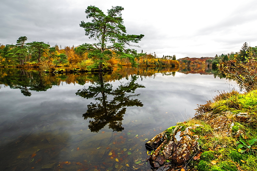 Reflections, Tarn Hows, near Coniston, Lake District National Park, UNESCO World Heritage Site, Cumbria, England, United Kingdom, Europe