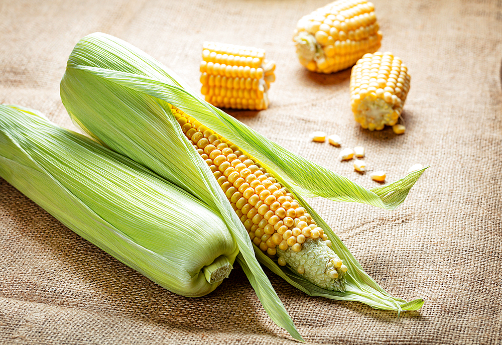 Organic corn on the cob harvested from a farm in an Uzbek village, Uzbekistan, Central Asia, Asia