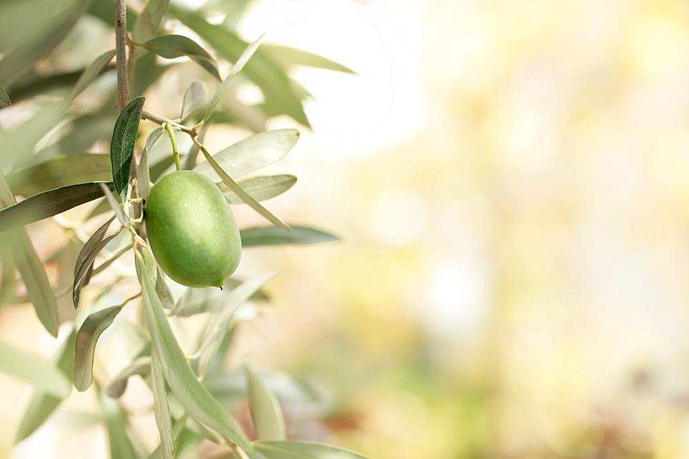 Green olive on a branch in the garden of Bursa province, Marmara Region, Anatolia, Asia Minor, Turkey, Eurasia