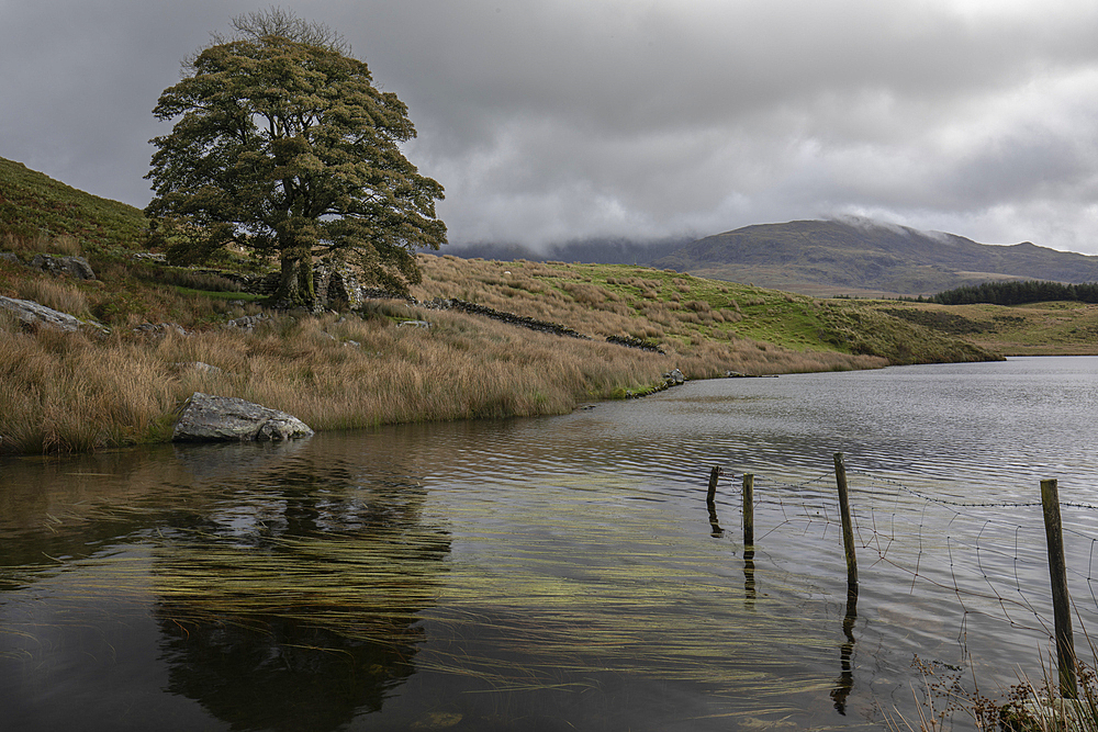 Llyn Dywarchen, Snowdonia (Eryri), North Wales, United Kingdom, Europe