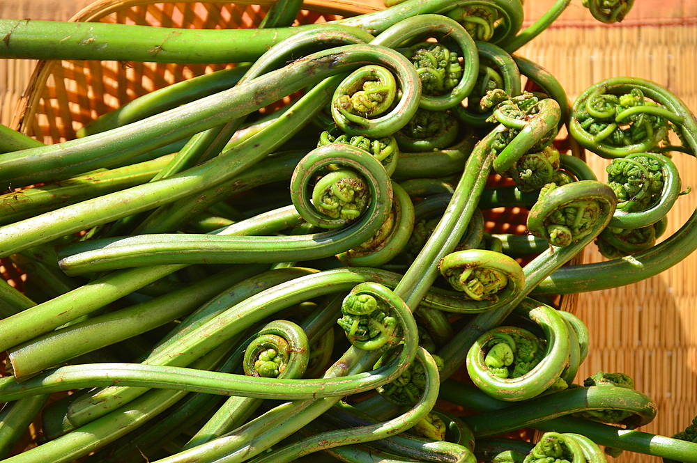 Image of athyrium esculentum, vegetable fern (fiddleheads fern) (lingri) (lungdu) (lingad) (kasrod) (limbra) used as vegetable and for pickle, Mandi, Himachal Pradesh, India, Asia