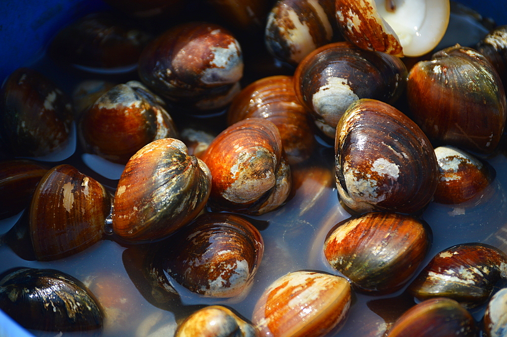 Pearl Oyster, Pinctada margaritifera salt-water bivalve mollusc with rough,thick shells produce pearls of different size and color