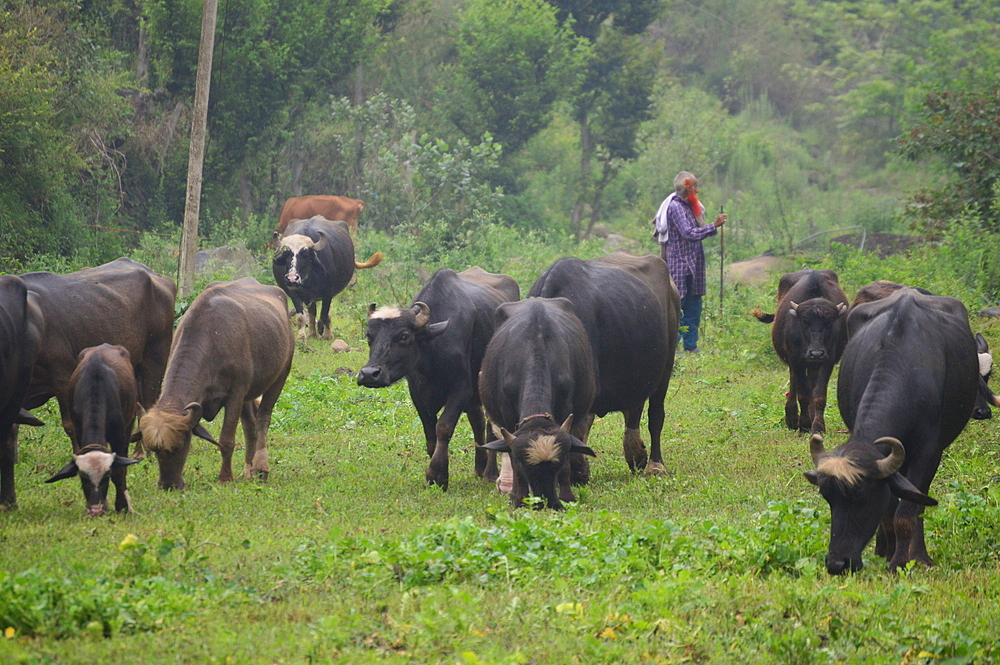 Van Gujjars,a nomadic tribes in Himalayas who have herded water buffaloes for over a thousand year