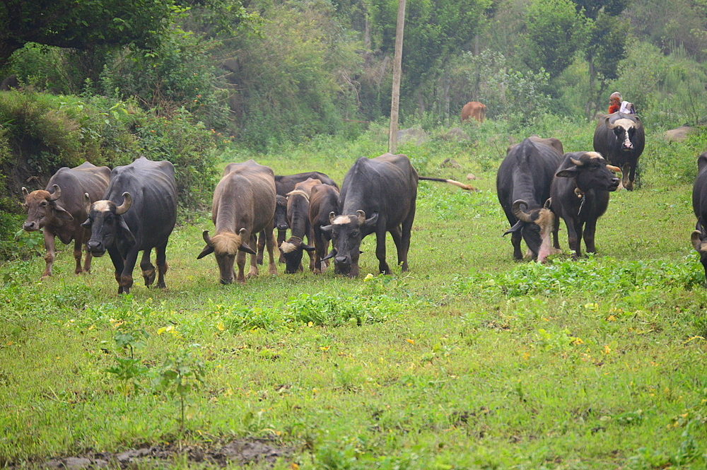 Van Gujjars,a nomadic tribes in Himalayas who have herded water buffaloes for over a thousand year