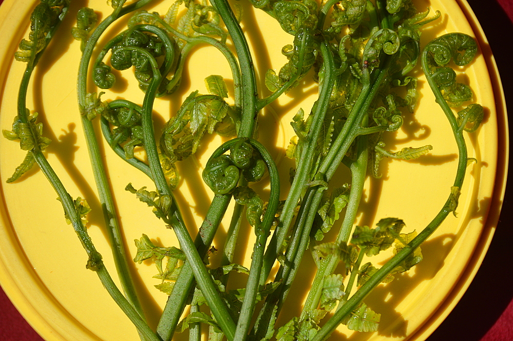 Image of athyrium esculentum (Fiddleheads fern) (lingri) (lungdu) (kasrod) (limbra), vegetable fern used to make pickle, Mandi, India, Asia