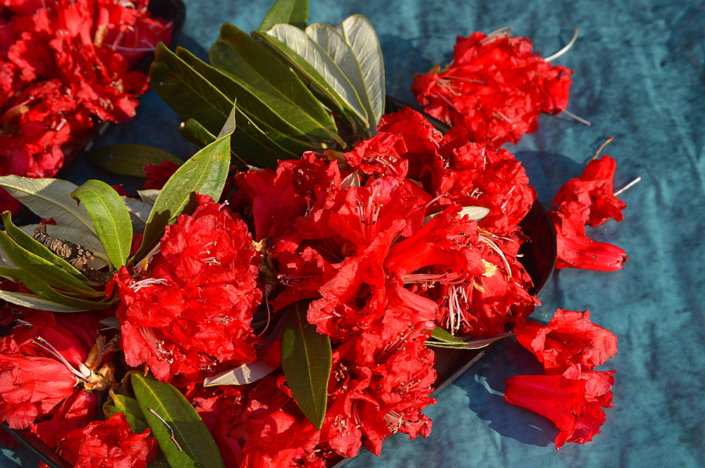 Rhododendron arboreum (Buransh) flowers native to Himalayas used in traditional medicines and national flower of Nepal and state flower of Nagaland, Uttrakhand, and Himachal Pradesh, India, Asia