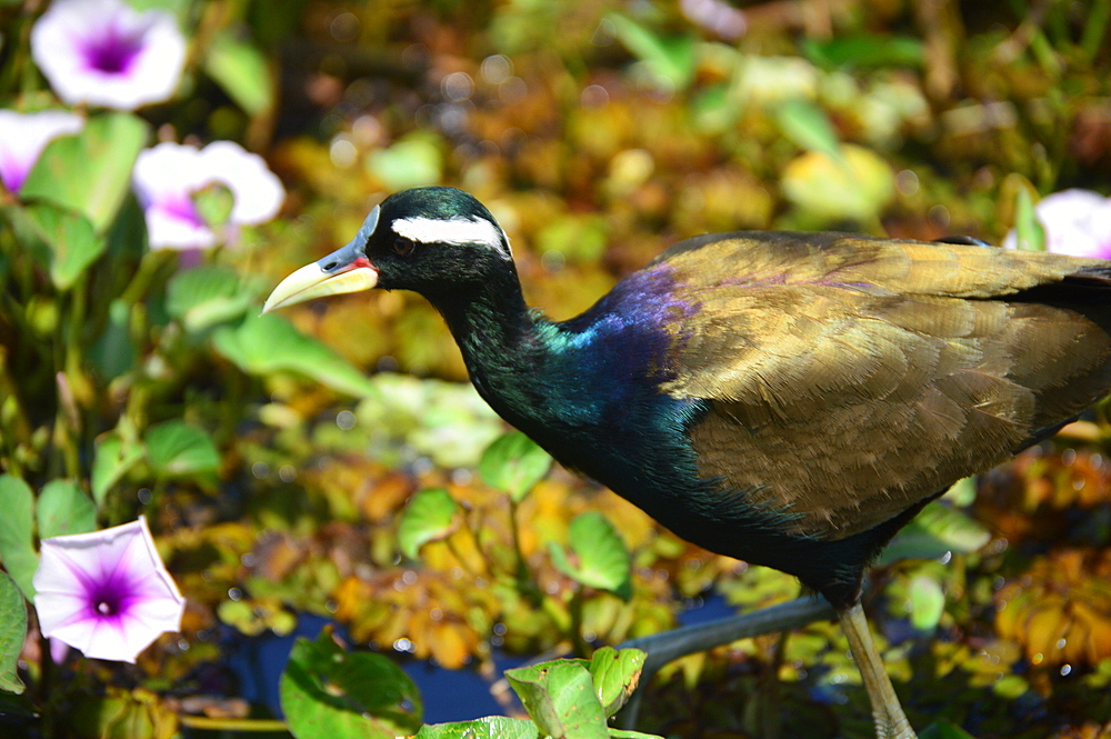 Bronze-winged jacana (metopidius indicus) in its natural habitat, Poovar island, Kerala, India, Asia