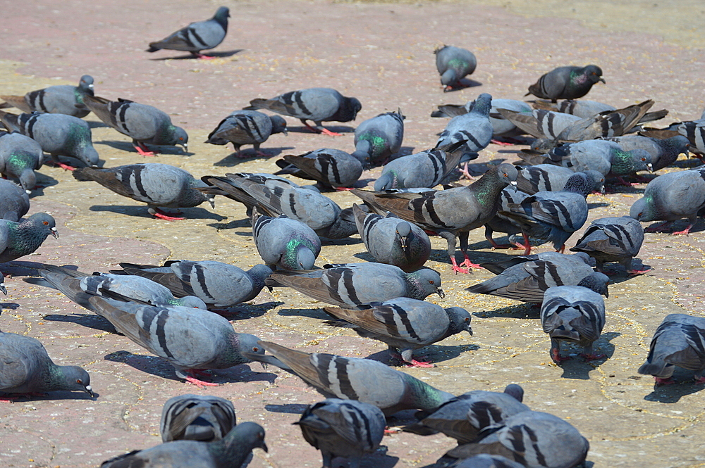 Flock of pigeons (Columba livia) (city doves)  city pigeons) (street pigeons), India, /Asia