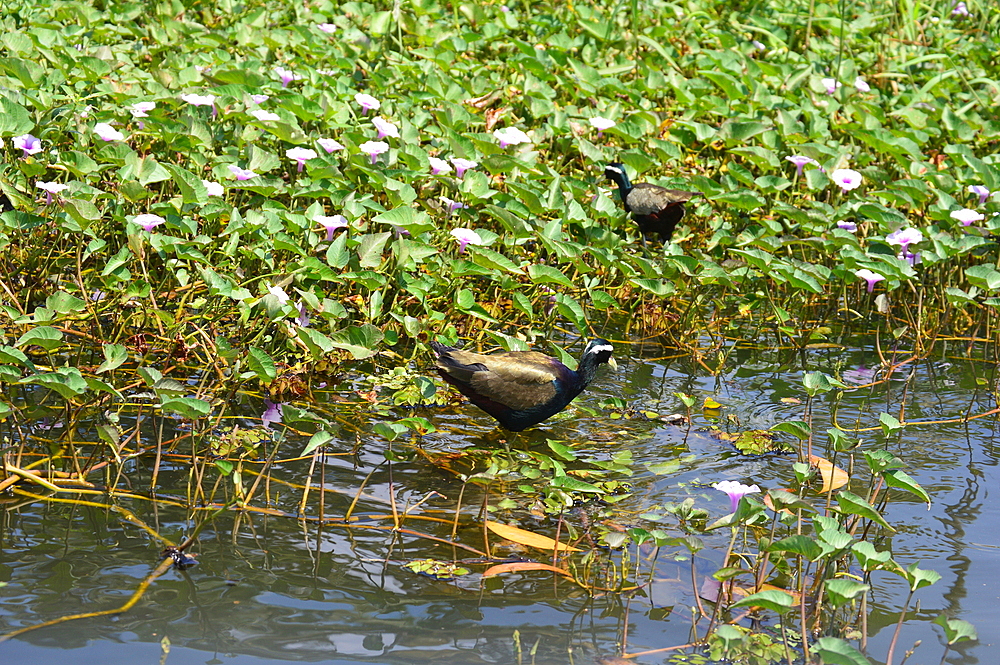 Bronze-winged jacana (metopidius indicus) in its natural habitat, Poovar Island, Kerala, India, Asia