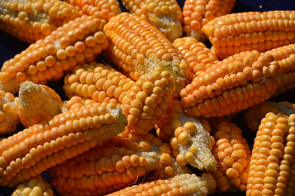 Maize (zea mays) corn cobs a staple food used to make a wide variety of dishes.