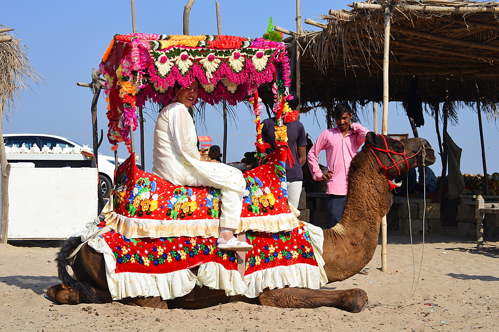 Madhavpur,Gujarat India- Camel for tourist ride in Gujarat's Arabian sea coast Madhavpur beach India.