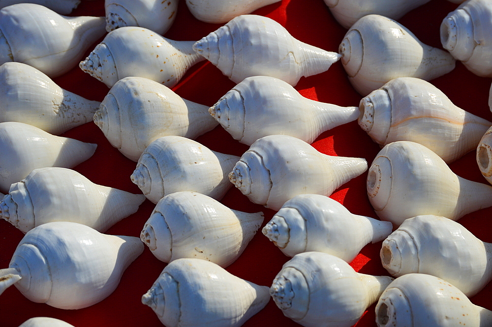 Blowing conch shell,sankh also called seashell horn or shell trumpet made from a conch, the shell of several kinds of sea snails.