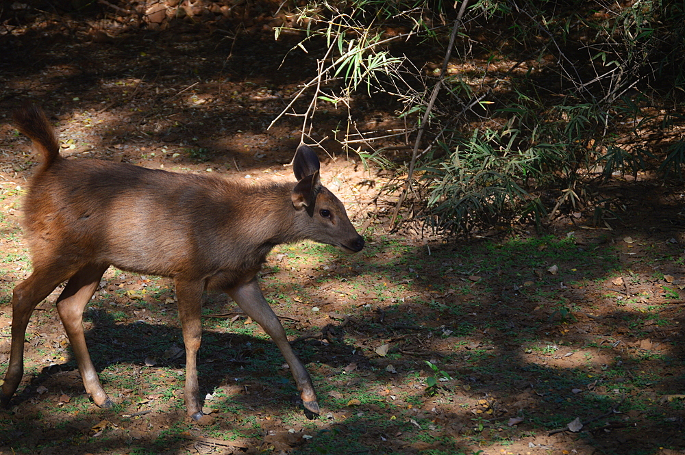 Doe/ female sambar rusa unicolor unicolor a large deer native to indian subcontinent.