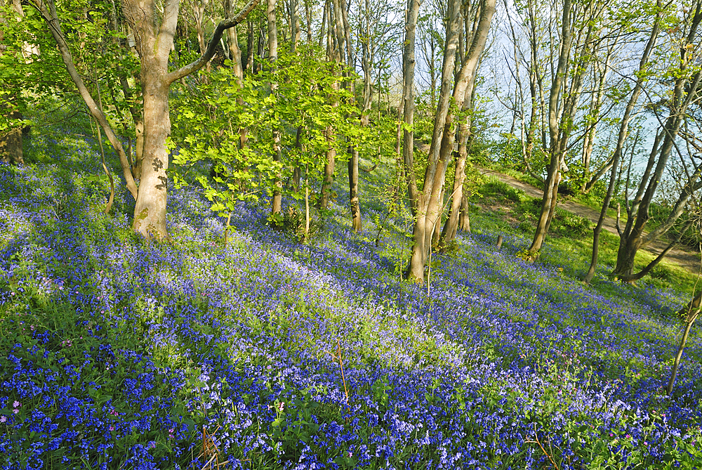 Bluebell wood, Fermain Bay, Island of Guernsey, Bailiwick of Guernsey,  British Crown dependency, English Channel, Europe