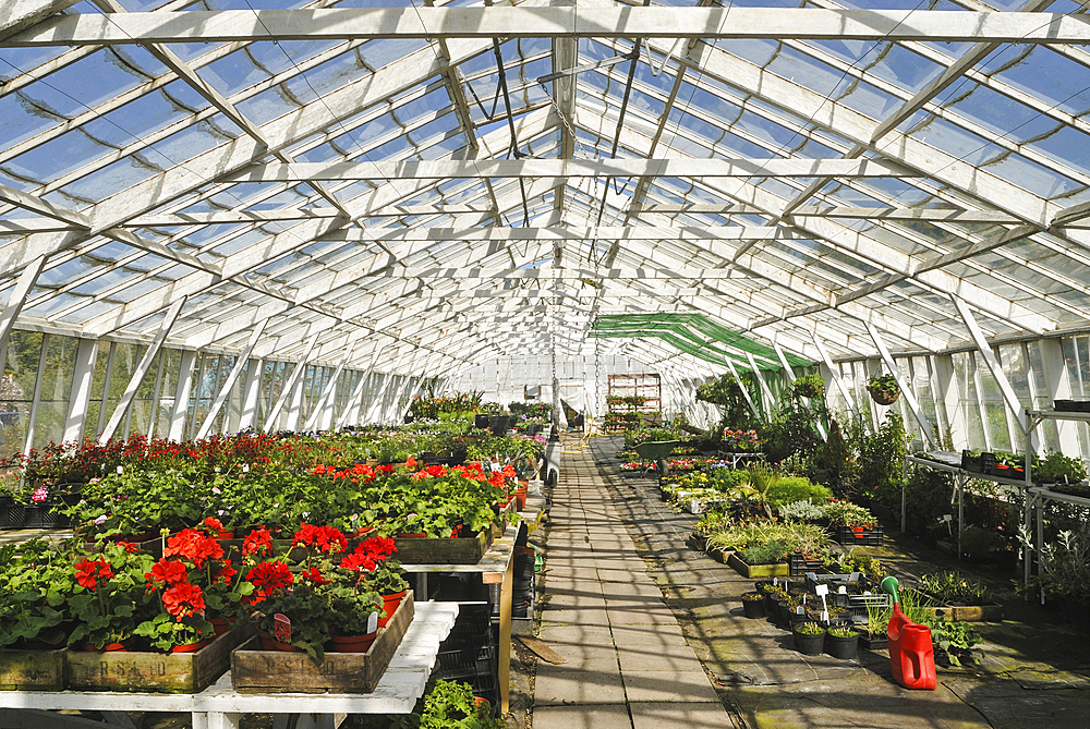 Greenhouse, Island of Guernsey, Bailiwick of Guernsey, British Crown dependency, English Channel, Europe