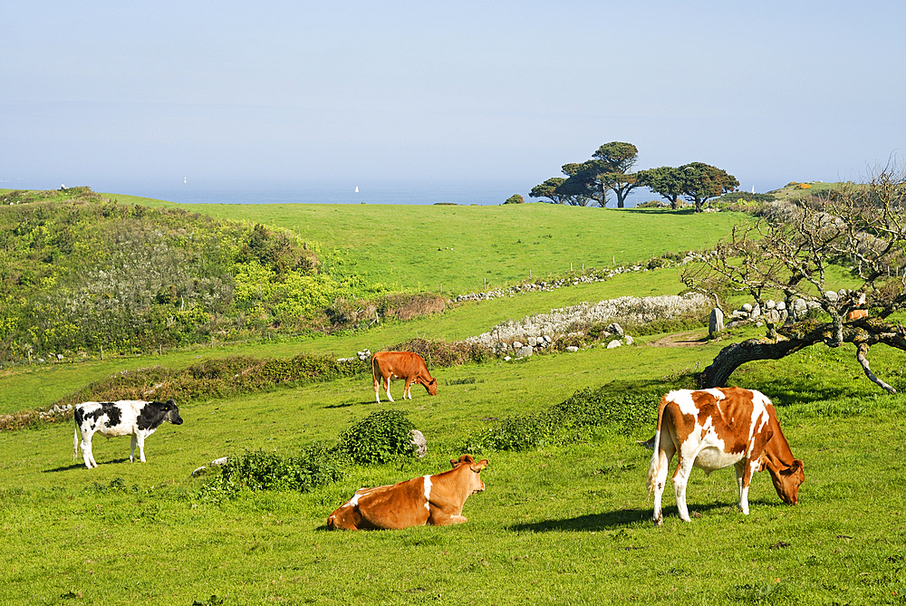 cattle,Herm island,Bailiwick of Guernsey,British Crown dependency,English Channel,Atlantic Ocean,Europe