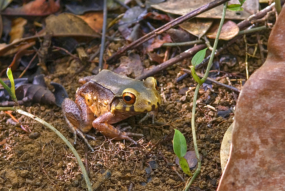 Frog in the forest, French Guiana, Overseas department and region of France, French Guiana, South America