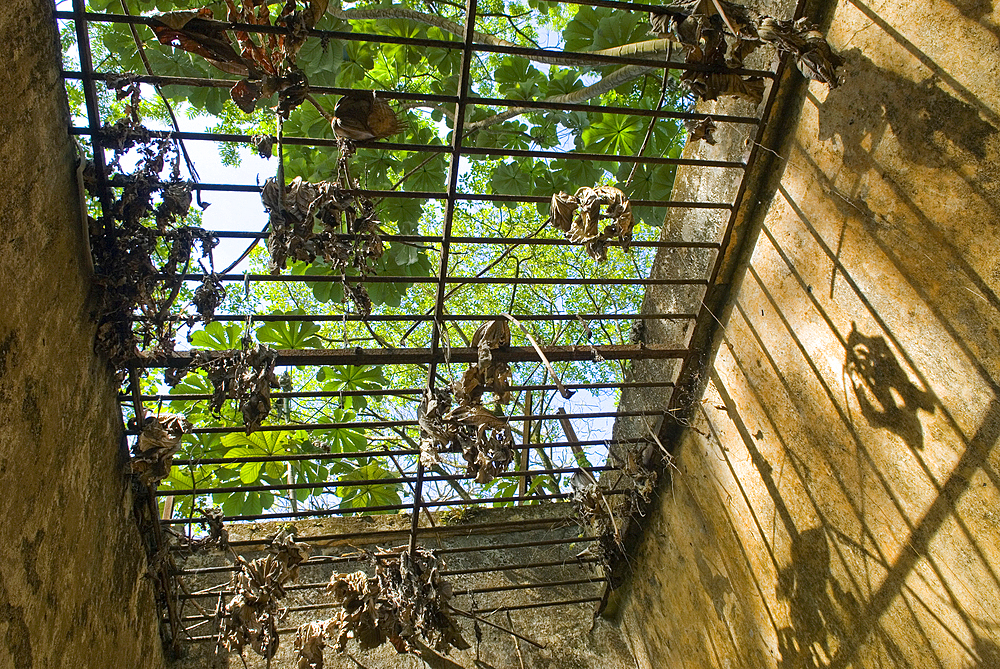 Ruined cells of penal colony on Ile Saint-Joseph, Iles du Salut (Islands of Salvation), French Guiana, Overseas department and region of France, French Guiana, South America