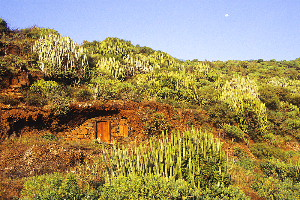 Cave dwelling among euphorbia, La Palma, Canary Islands, Spain, Atlantic Ocean, Europe