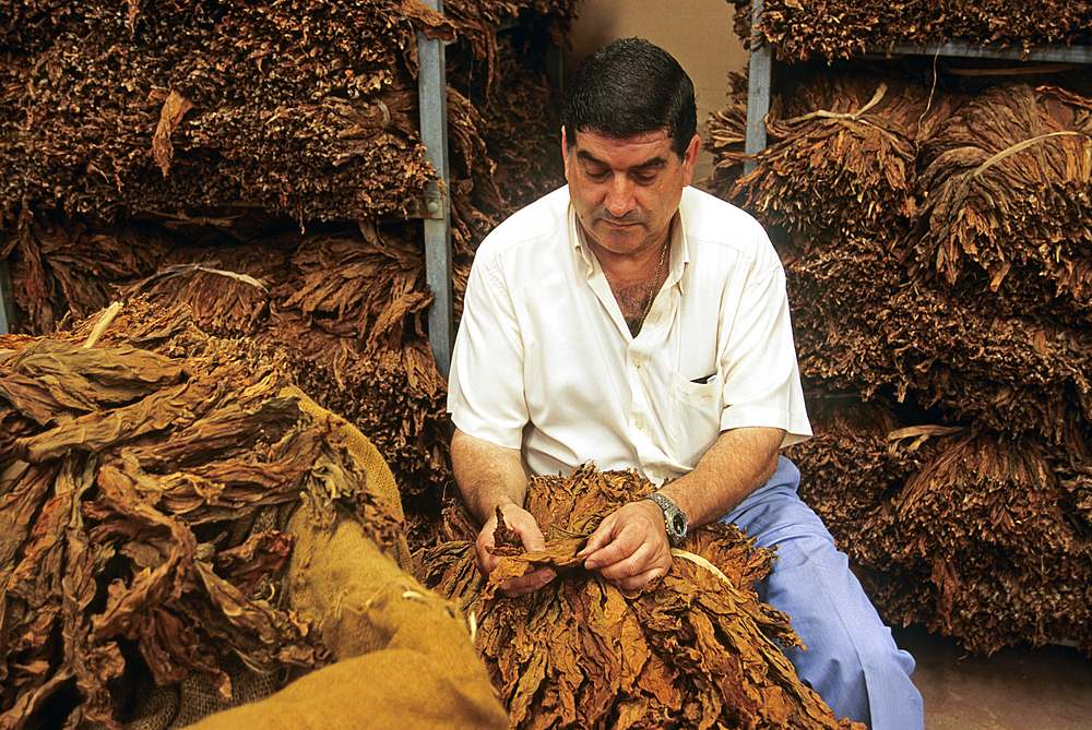 man checking dried tobacco leaves,Brena Alta,La Palma,Canary Islands, Spanish archipelago of Atlantic Ocean