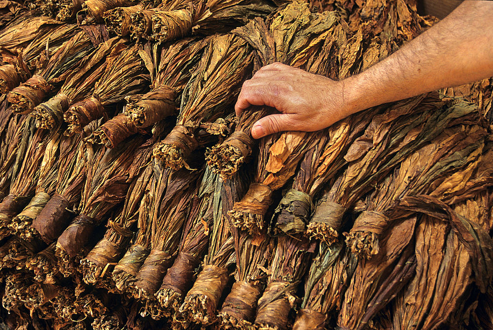 dried tobacco leaves,Brena Alta,La Palma,Canary Islands, Spanish archipelago of Atlantic Ocean