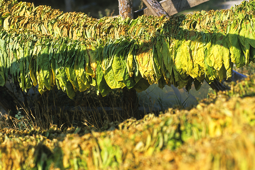 Dried tobacco leaves, Rhodope Mountains, Bulgaria, Europe