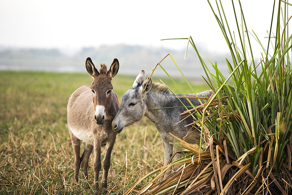 Donkeys on a bank of the Nile, Egypt, North Africa, Africa