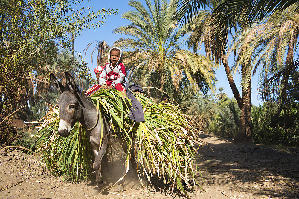 Children perched on the fodder carried on a donkey's back near the village of Ramadi, west bank of the Nile south of Edfu, Egypt, North Africa, Africa