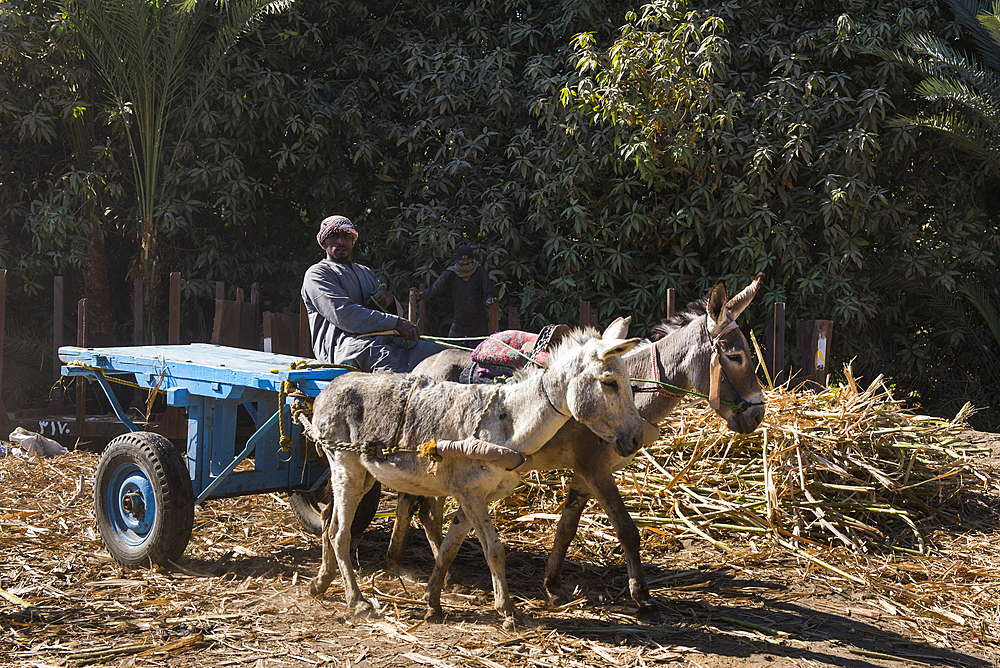 Donkey cart, sugar cane harvest, Ramadi village, west bank of the Nile south of Edfu, Egypt, North Africa, Africa