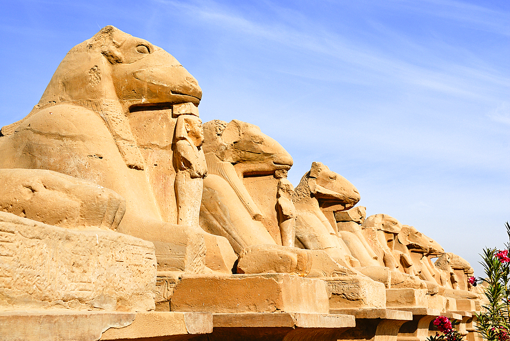 Ram headed sphinx along the path connecting the Karnak Temple Complex to Luxor Temple, Thebes, UNESCO World Heritage Site, Egypt, North Africa, Africa