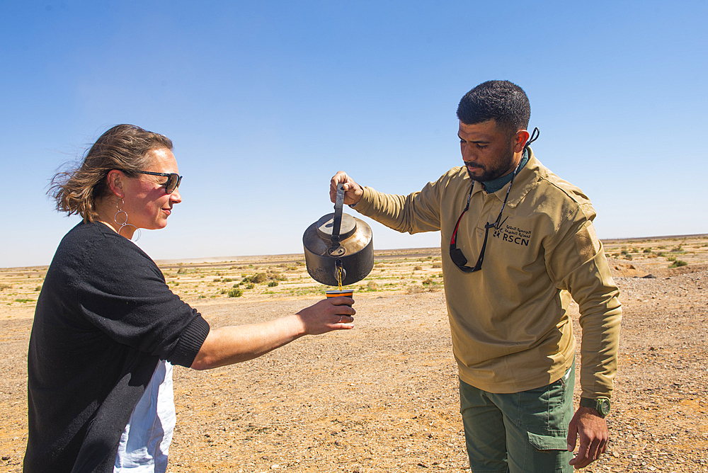 Guide serving an infusion of Artemisia picked in the Shaumeri Wildlife Reserve, Jordan, Near East, Southern Levant, West Asia