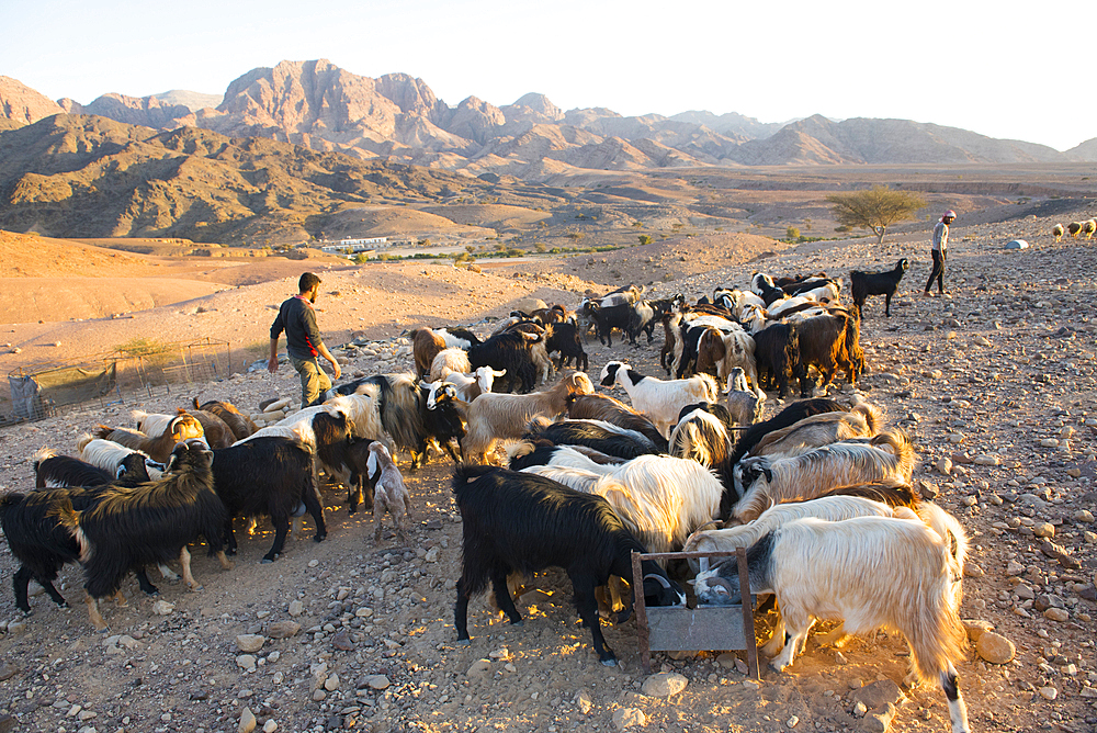 Herd of goats gathered in front of a Bedouin camp near Wadi Dana and Araba Valley, Dana Biosphere Reserve, Jordan, Middle East