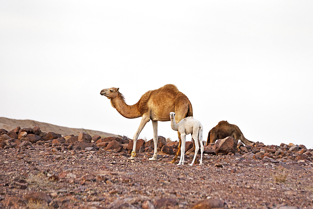 Female camel and calf, Dana Biosphere Reserve, Jordan, Middle East