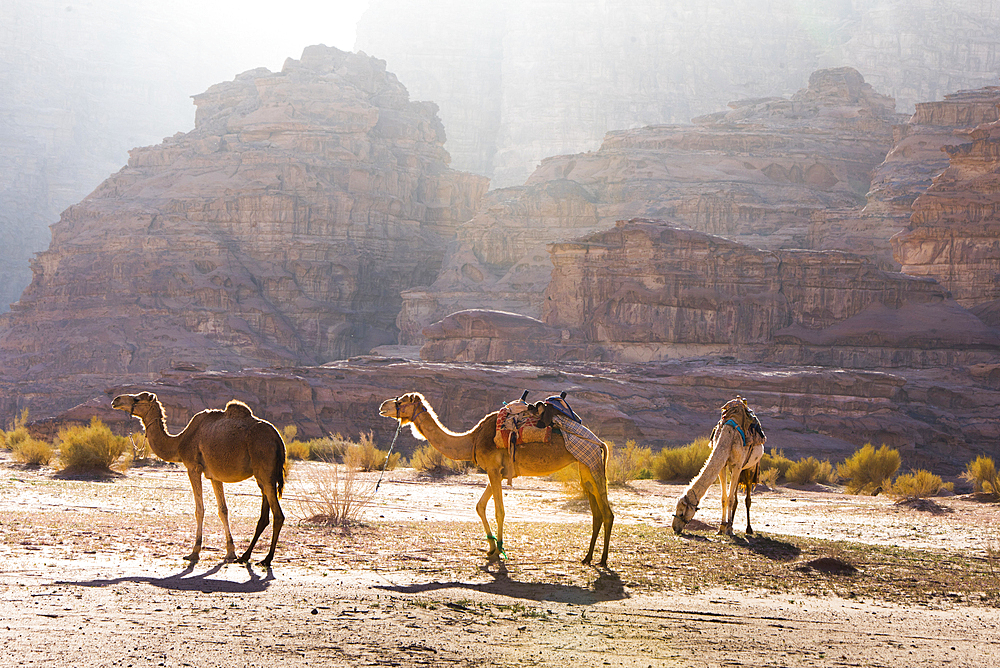 Camels in Wadi Rum, UNESCO World Heritage Site, Jordan, Middle East