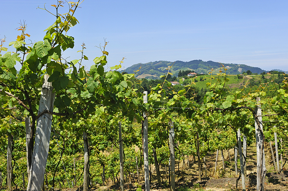 Txakoli vineyards, district of Zarautz, near Getaria, province of Gipuzkoa, Basque Country, Spain, Europe