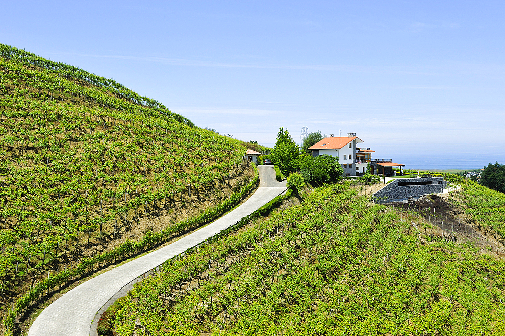 Rezabal winery, Txakoli vineyards, district of Zarautz, near Getaria, province of Gipuzkoa, Basque Country, Spain, Europe