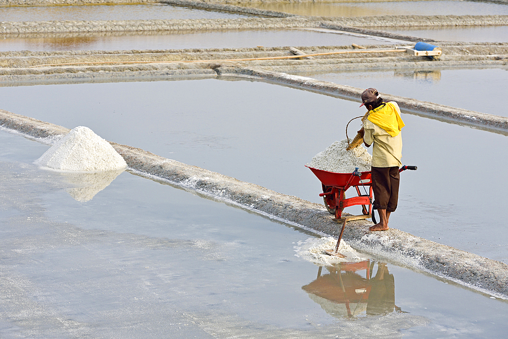 Worker loading wheel barrow with salt, Salt fields at Karangjahe, near Lasem, Java island, Indonesia, Southeast Asia, Asia