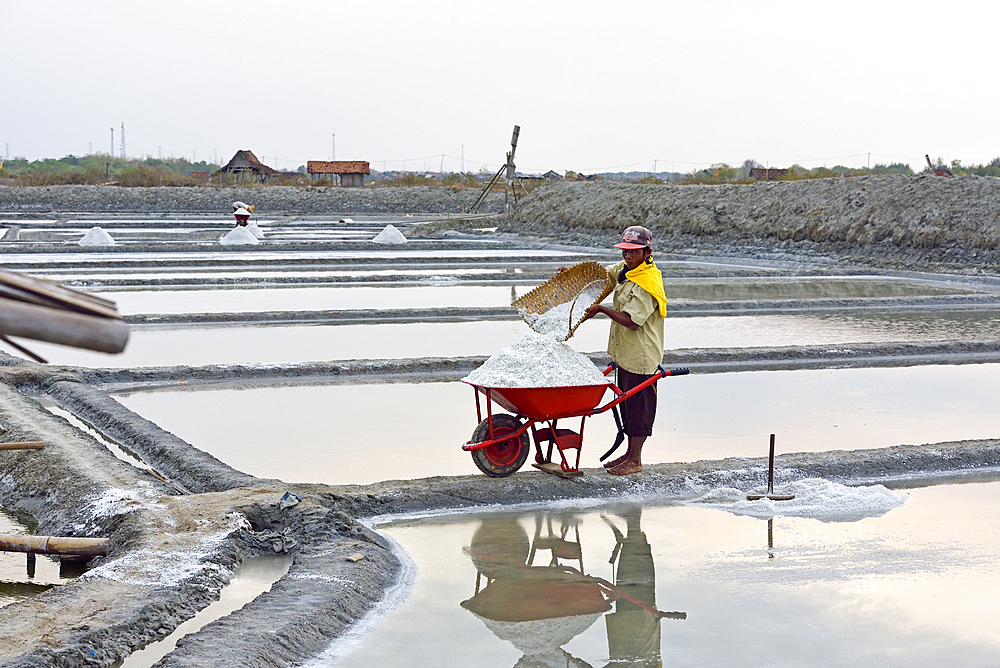 Worker loading wheel barrow with salt, Salt fields at Karangjahe, near Lasem, Java island, Indonesia, Southeast Asia, Asia