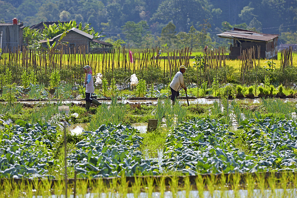 Food crops and paddy fields in Tawangmangu area, Karanganyar district, near Surakarta (Solo), Java island, Indonesia, Southeast Asia, Asia