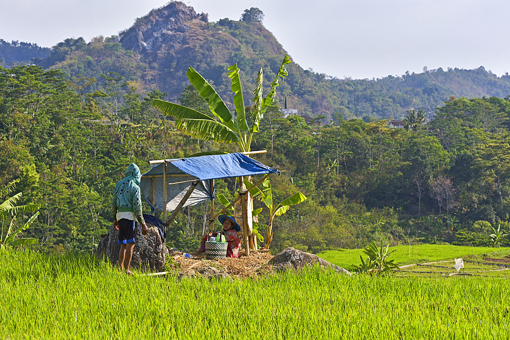 Paddy fields in Tawangmangu area, Karanganyar district, near Surakarta (Solo), Java island, Indonesia, Southeast Asia, Asia